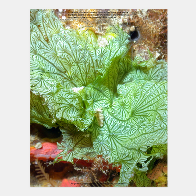 The Lives of Seaweeds: A Natural History of Our Planet's Seaweeds and Other Algae by Julie A. Phillips