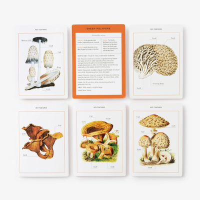 New York Botanical Garden Mushroom Identification Flashcards