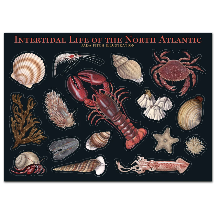 Intertidal Life Vinyl Sticker Sheet