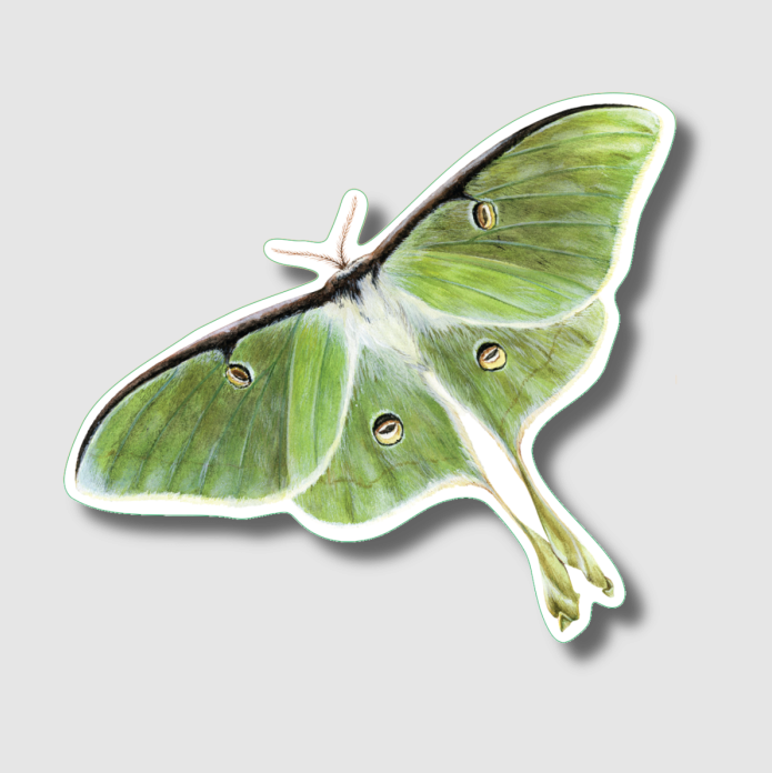 Luna Moth Sticker