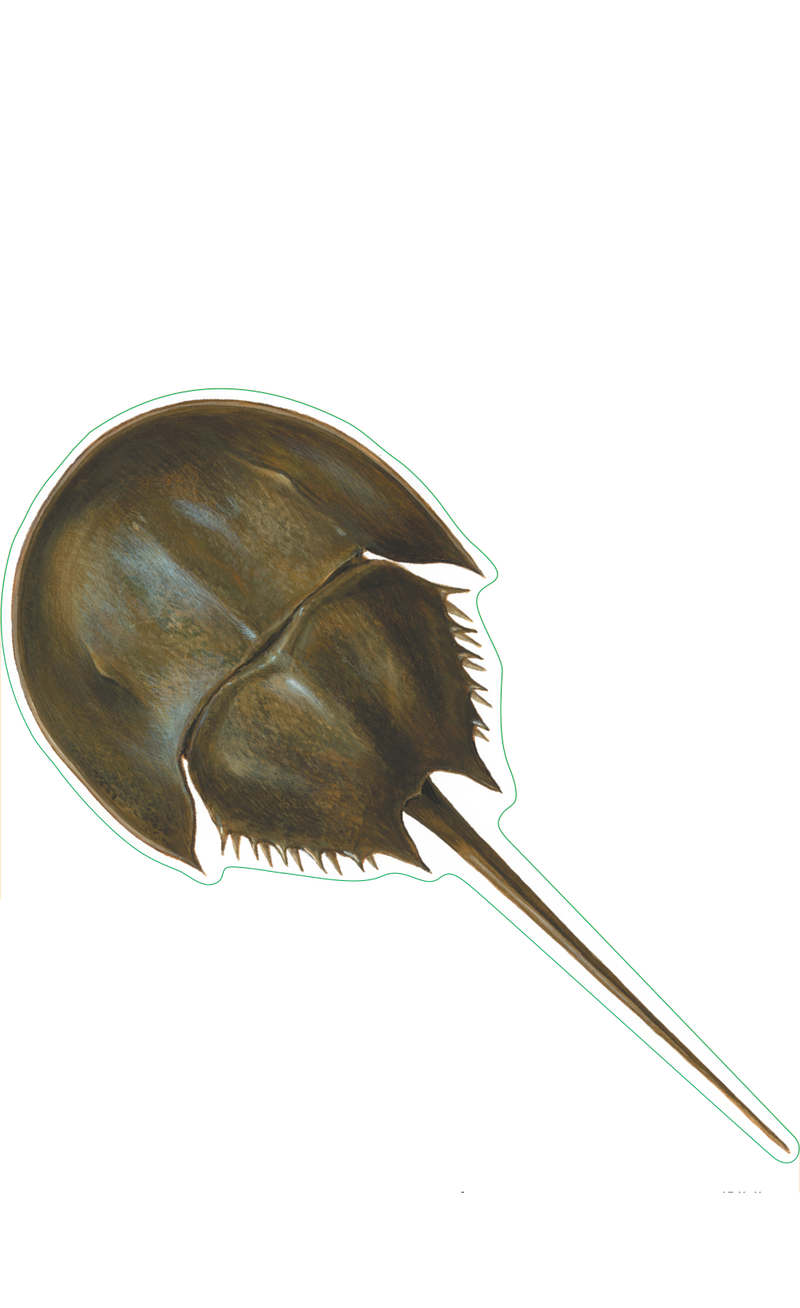 Horseshoe Crab Sticker