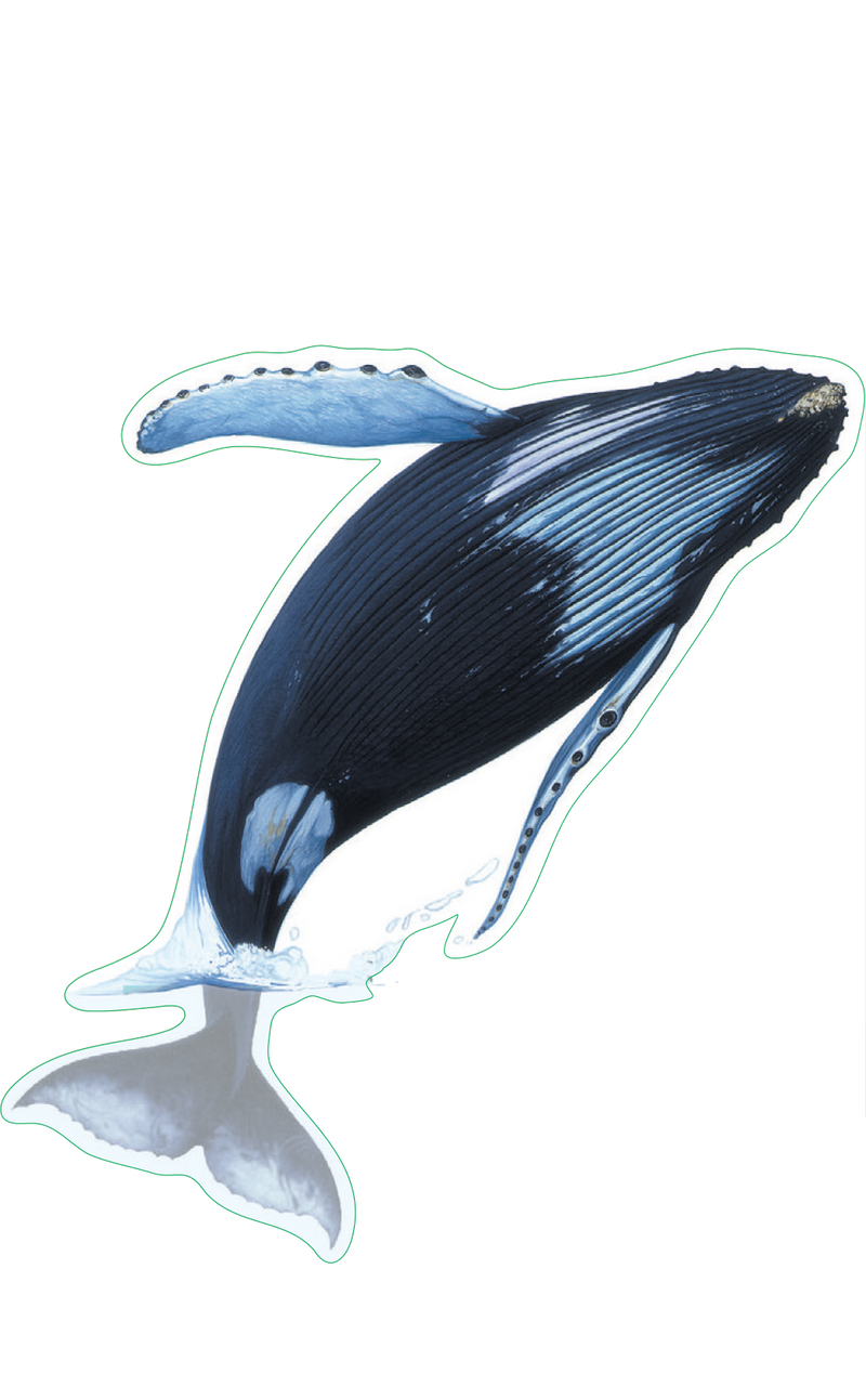 Humpback Whale Breach Sticker