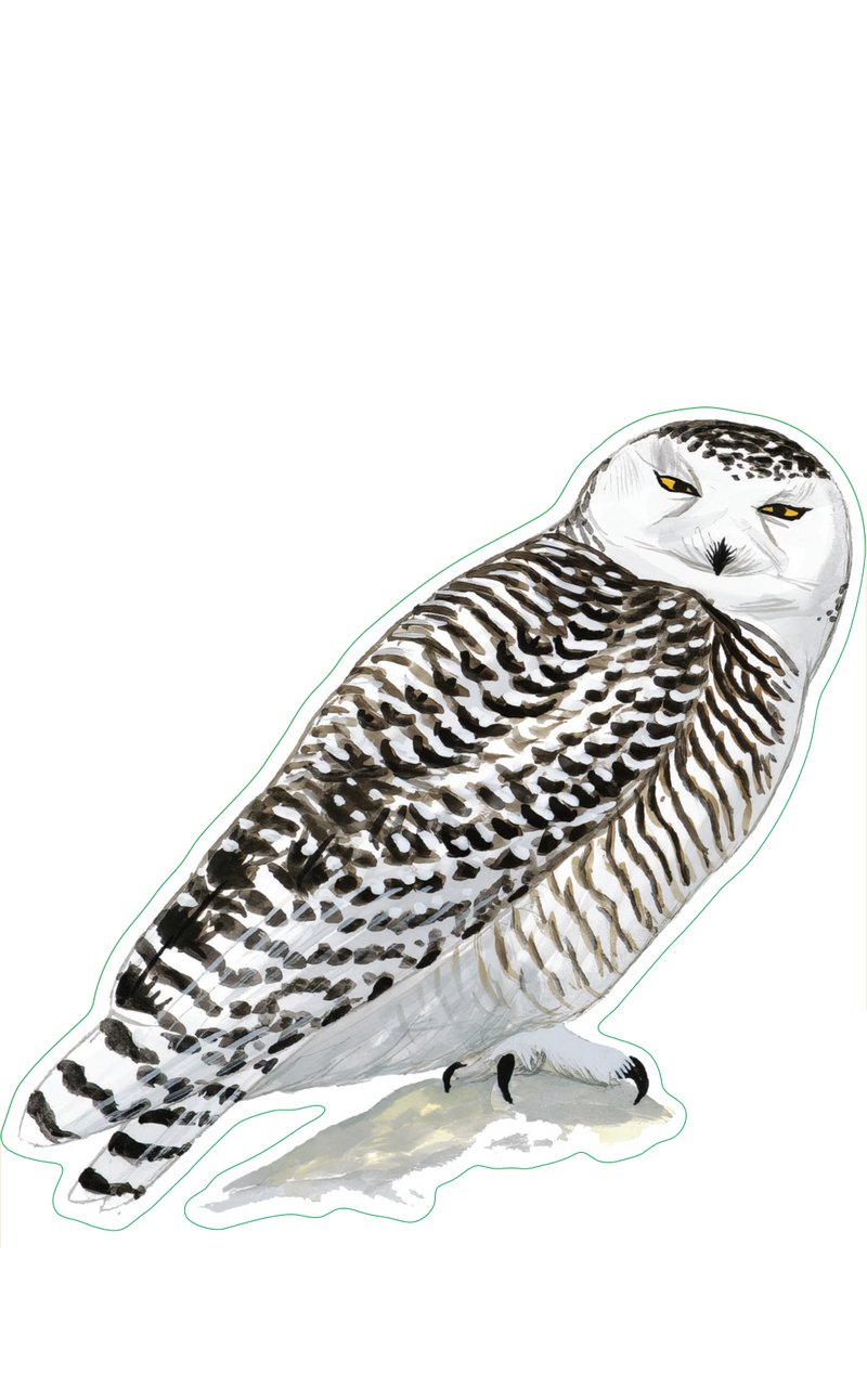 Snowy Owl Sticker